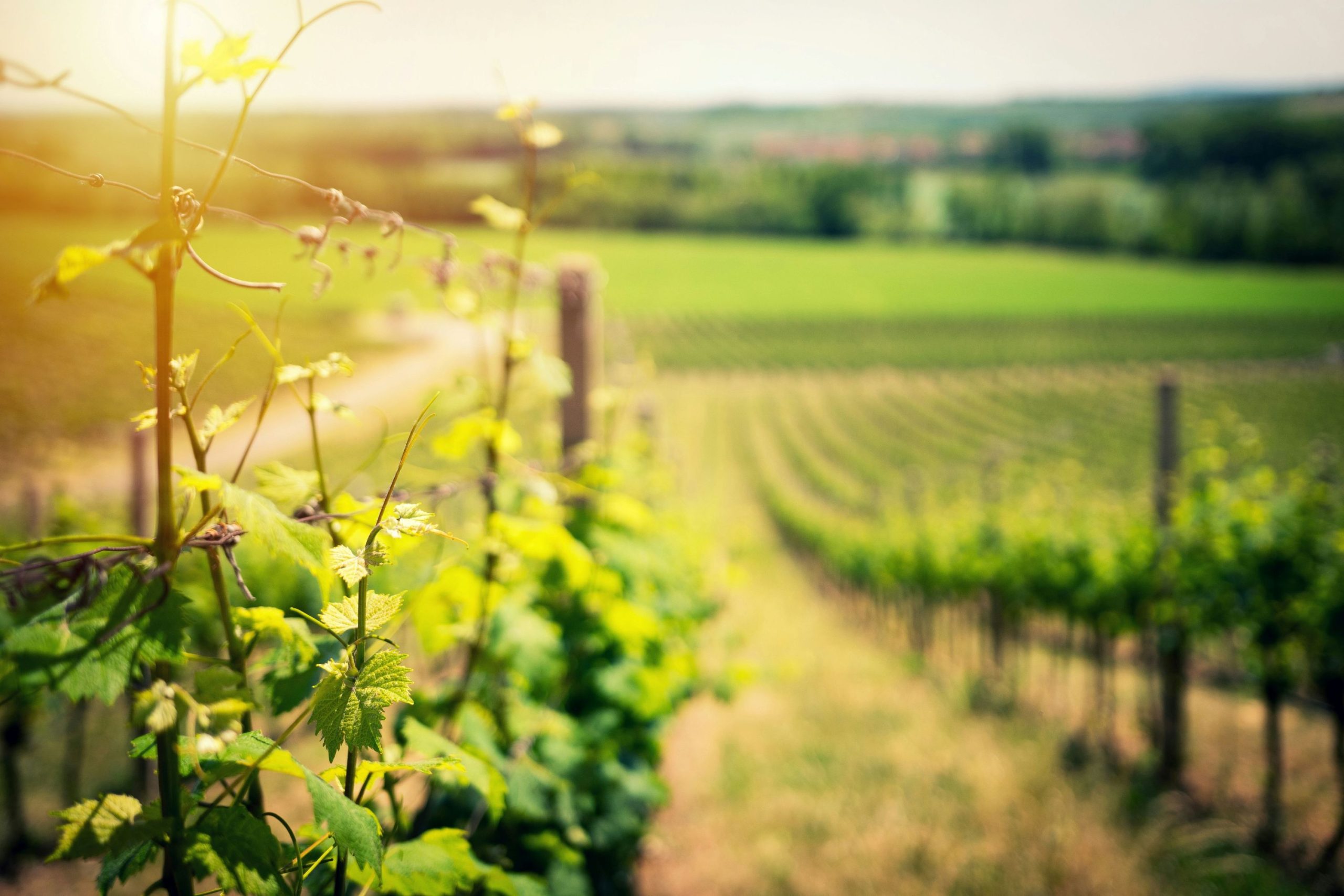 bairrada tour